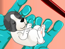 Беременная собака рожает щенков